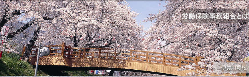 伊賀川堤桜